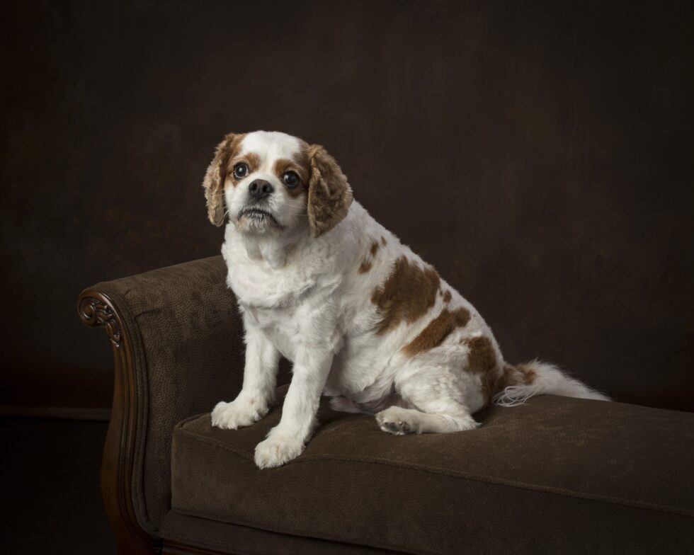 pets-portraits-portrait-photography-15-min
