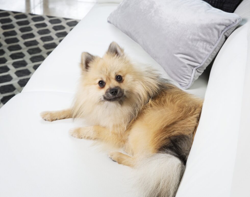 pets-portraits-portrait-photography-17-min-scaled