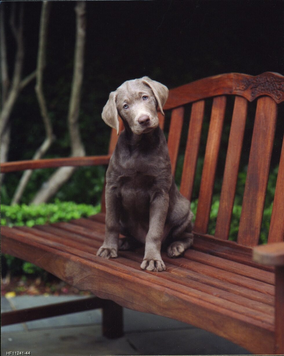 pets-portraits-portrait-photography-19-min