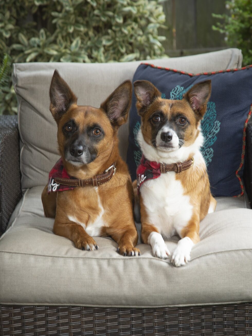 pets-portraits-portrait-photography-2-min