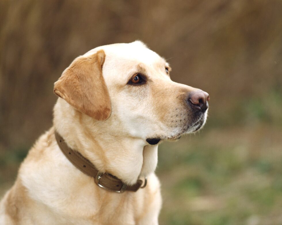 pets-portraits-portrait-photography-21-min