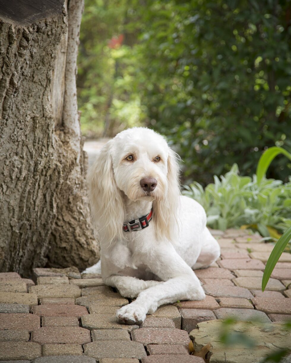 pets-portraits-portrait-photography-4-min