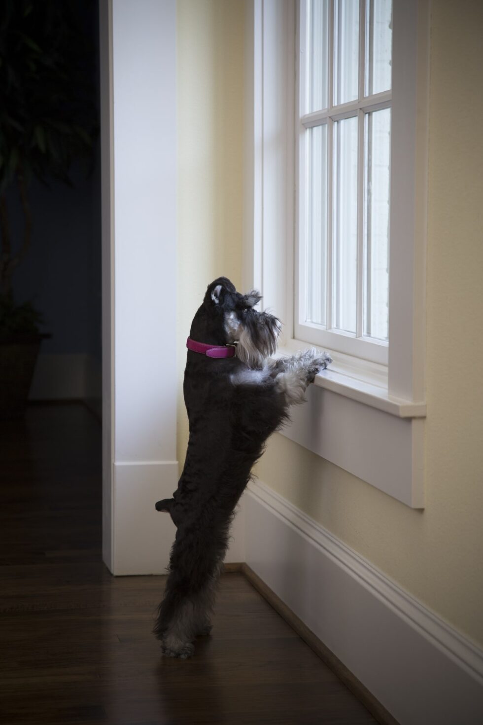 pets-portraits-portrait-photography-5-min