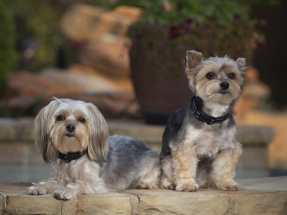 pets-portraits-portrait-photography-6-min