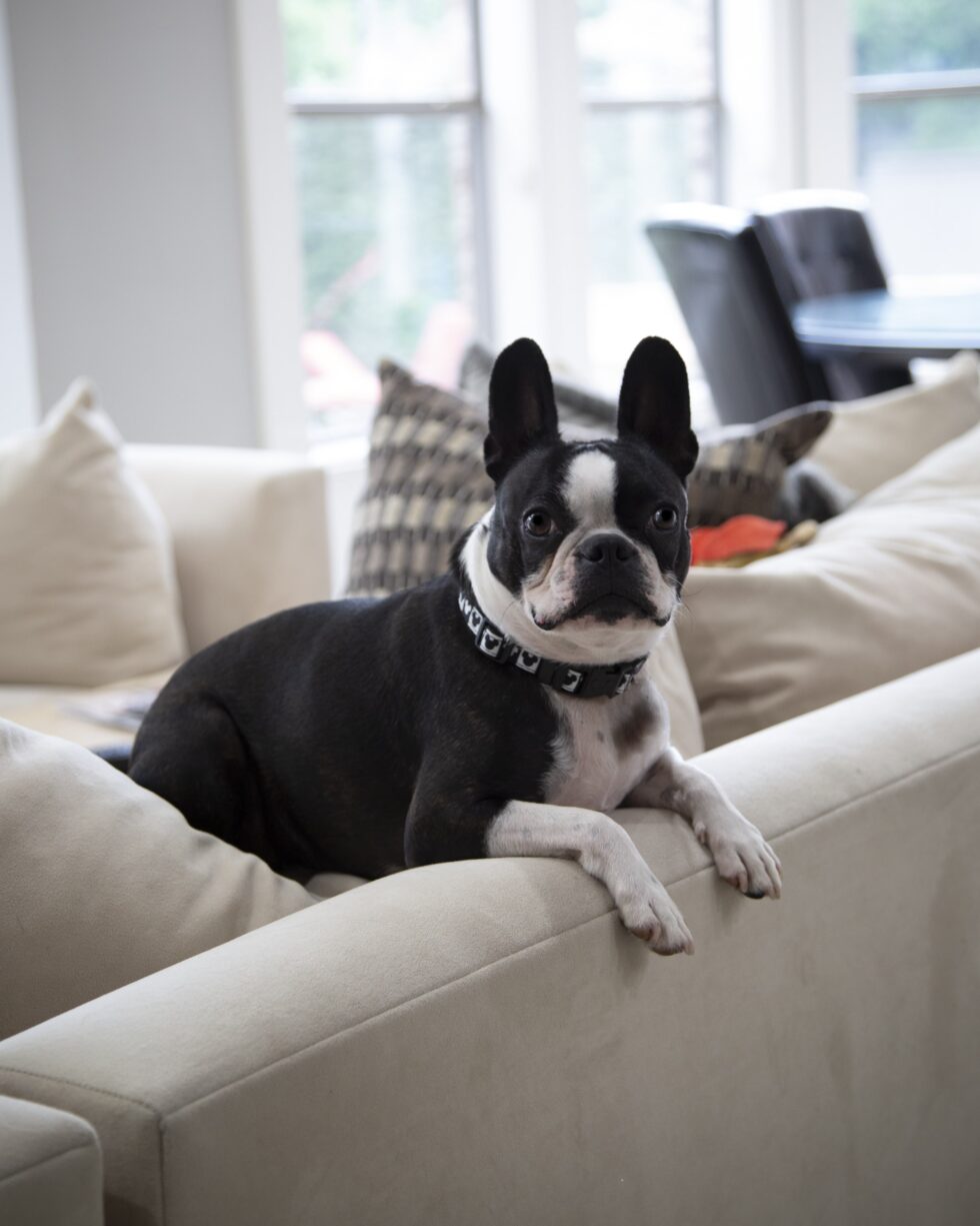 pets-portraits-portrait-photography-min-scaled